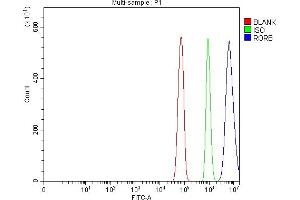 Flow Cytometry analysis of RH35 cells using anti-ROR Beta/RORB antibody (ABIN7599423). (RORB anticorps  (AA 1-470))