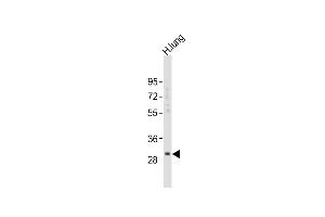 Anti-KLK6 Antibody (A13)at 1:2000 dilution + human lung lysates Lysates/proteins at 20 μg per lane. (Kallikrein 6 anticorps  (N-Term))