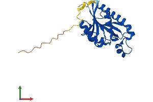 AlphaFold protein structure predicition of Human Recombinant PTRH1 Protein, UniprotID Q86Y79