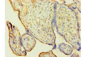 Immunohistochemistry of paraffin-embedded human placenta tissue using ABIN7155116 at dilution of 1:100