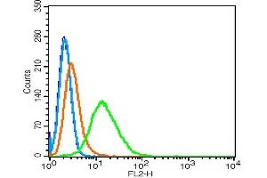 anti-RhoA, C (AA 101-193) antibody