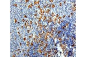 IHC-P analysis of Spleen tissue, with DAB staining. (PF4 anticorps  (AA 30-105))