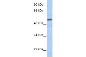 Western Blotting (WB) image for anti-Calcitonin Receptor-Like (CALCRL) antibody (ABIN2458637) (CALCRL anticorps)