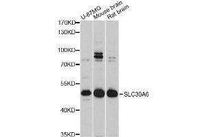 Western blot analysis of extracts of various cell lines, using SLC30A6 Antibody (ABIN4905198) at 1:3000 dilution. (SLC30A6 anticorps)