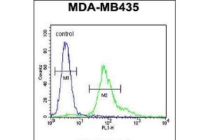 Flow cytometric analysis of MDA-MB435 cells (right histogram) compared to a negative control cell (left histogram). (ERO1LB anticorps  (C-Term))
