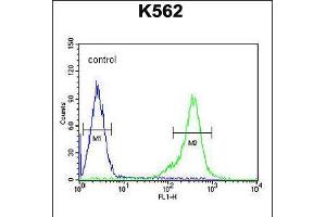 Flow cytometric analysis of K562 cells (right histogram) compared to a negative control cell (left histogram). (TEX13B anticorps  (C-Term))