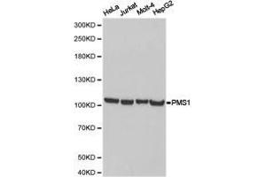 Western Blotting (WB) image for anti-PMS1 Postmeiotic Segregation Increased 1 (S. Cerevisiae) (PMS1) antibody (ABIN1874173) (PMS1 anticorps)