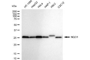 Western blotting analysis using NQO1 antibody (ABIN7800954). (Recombinant NADH Quinone Dehydrogenase 1 anticorps)