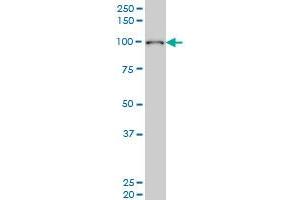 EXOC4 monoclonal antibody (M06), clone 4F1 Western Blot analysis of EXOC4 expression in Hela S3 NE .