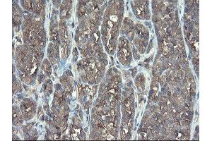 Image no. 3 for anti-TSC22 Domain Family, Member 1 (TSC22D1) antibody (ABIN1501535) (TSC22D1 anticorps)