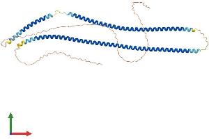AlphaFold protein structure predicition of Mouse Recombinant Krt16 Protein, UniprotID Q9Z2K1