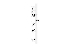 NEU2 Antibody (N-term) (ABIN656123 and ABIN2845462) western blot analysis in A549 cell line lysates (35 μg/lane).