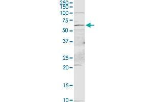 PDE9A MaxPab rabbit polyclonal antibody.