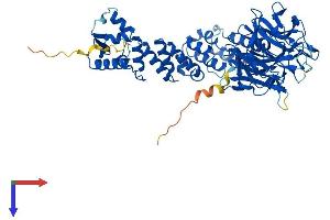 AlphaFold protein structure predicition of Human Recombinant KLHL36 Protein, UniprotID Q8N4N3