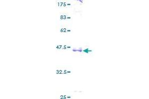 Image no. 1 for Cyclin L1 (CCNL1) (AA 1-172) protein (GST tag) (ABIN1348484)
