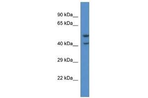 Western Blot showing QRFPR antibody used at a concentration of 1. (QRFPR anticorps  (C-Term))