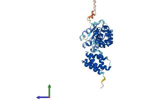 AlphaFold protein structure predicition of Mouse Recombinant Rfc2 Protein, UniprotID Q9WUK4