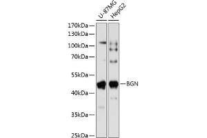 Western blot analysis of extracts of various cell lines, using BGN antibody (ABIN1678858, ABIN5664221, ABIN5664223 and ABIN6220096) at 1:1000 dilution.