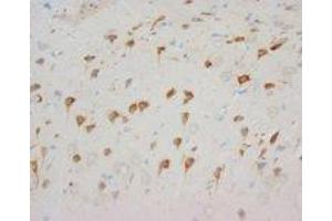 Image no. 1 for anti-Neuropeptide Y Receptor Y1 (NPY1R) (C-Term) antibody (ABIN1492944)