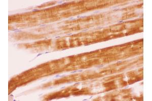 Anti- SHP2 Picoband antibody,IHC(P) IHC(P): Rat Skeletal Muscle Tissue (PTPN11 anticorps  (N-Term))