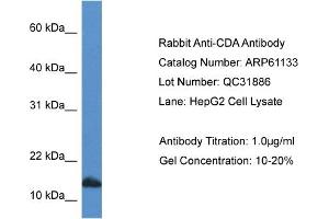 Western Blotting (WB) image for anti-Cytidine Deaminase (CDA) (C-Term) antibody (ABIN2788688) (CDA anticorps  (C-Term))