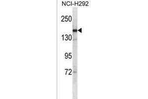 SYCP2 Antibody (C-term) (ABIN1536705 and ABIN2850088) western blot analysis in NCI- cell line lysates (35 μg/lane). (SYCP2 anticorps  (C-Term))