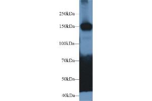 Western Blot; Sample: Mouse Cerebrum lysate; Primary Ab: 2µg/ml Rabbit Anti-Human CADPS Antibody Second Ab: 0. (CADPS anticorps  (AA 1186-1352))