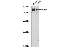 Western blot analysis of extracts of various cell lines using CLSPN Polyclonal Antibody at dilution of 1:1000. (Claspin anticorps)