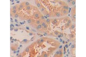 Used in DAB staining on fromalin fixed paraffin- embedded Kidney tissue (ARL15 anticorps  (AA 1-204))