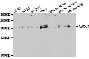 Western blot analysis of extracts of various cell lines, using ABCC1 antibody. (ABCC1 anticorps)