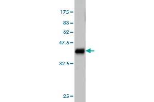 Western Blot detection against Immunogen (36. (ALAS1 anticorps  (AA 1-98))