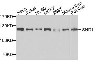 Western blot analysis of extracts of various cell lines, using SND1 antibody (ABIN1980241) at 1:1000 dilution. (SND1 anticorps)