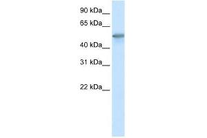 FOXO3A antibody used at 0. (FOXO3 anticorps  (C-Term))