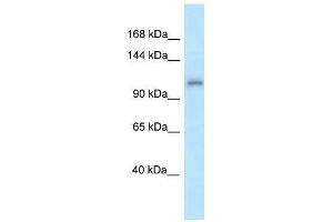Western Blot showing Zfr antibody used at a concentration of 1. (ZFR anticorps  (N-Term))