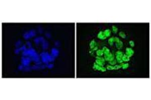 GLIS1 antibody (mAb) tested by Immunofluorescence. (GLIS1 anticorps)