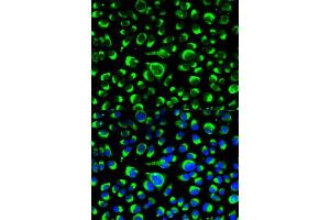 Immunofluorescence analysis of HeLa cells using P4HB antibody (ABIN5970266). (P4HB anticorps)