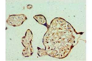 Immunohistochemistry of paraffin-embedded human placenta tissue using ABIN7152570 at dilution of 1:100