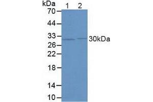 Figure. (FKBP5 anticorps  (AA 2-457))