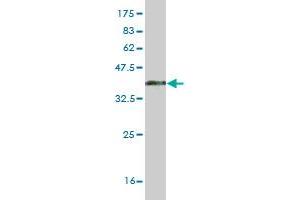 Western Blot detection against Immunogen (37 KDa) .