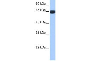 ARHGAP28 antibody used at 1 ug/ml to detect target protein. (ARHGAP28 anticorps  (C-Term))