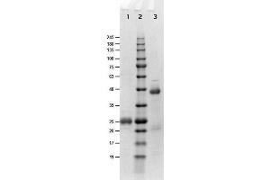 SDS-PAGE results of Goat Fab Anti-Biotin Antibody. (Biotin anticorps)