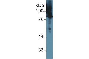 Western Blot; Sample: Human BXPC3 cell lysate; Primary Ab: 1µg/ml Rabbit Anti-Rat MSN Antibody Second Ab: 0. (Moesin anticorps  (AA 353-577))