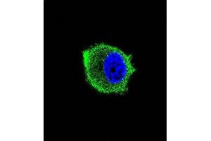 Confocal immunofluorescent analysis of TRAF2 Antibody (ABIN659110 and ABIN2843756) with MCF-7 cell followed by Alexa Fluor® 488-conjugated goat anti-mouse lgG (green). (TRAF2 anticorps)