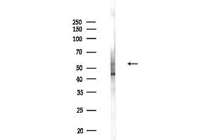 anti-Phospholipase D family member 3 (PLD3) (C-Term) antibody