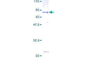 Image no. 1 for Tubulin, beta 2B (TUBB2B) (AA 1-445) protein (GST tag) (ABIN1324136)