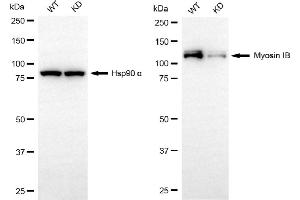 Western blotting analysis using myosin IB antibody (ABIN7799521). (Recombinant Myosin IB anticorps)