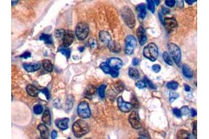 DAB staining on IHC-P; Samples: Mouse Colon Tissue