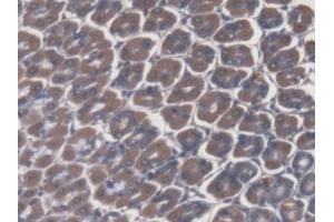 DAB staining on IHC-P; Samples: Mouse Stomach Tissue (ATP4A anticorps  (AA 786-1014))