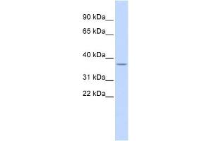 LOC729185 antibody used at 1 ug/ml to detect target protein. (LOC729185 (N-Term) anticorps)