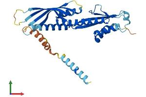 AlphaFold protein structure predicition of Human Recombinant CENPP Protein, UniprotID Q6IPU0